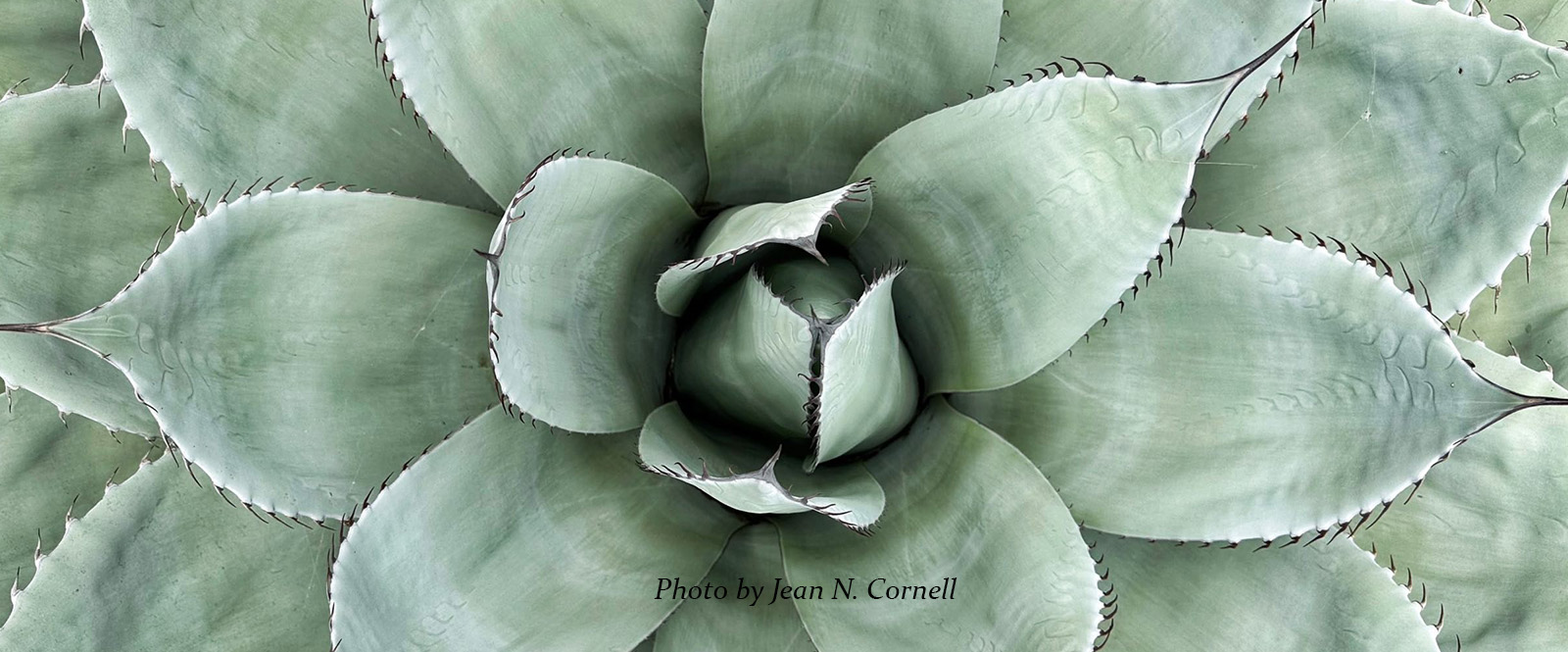 Photo of plant by Jean N. Cornell.